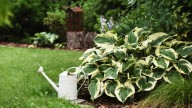 Growing Healthy Hostas Is A Breeze When You Plant Them Near This Beautiful Companion