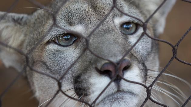 Trump administration moves to narrow the scope of the Endangered Species Act: What that means