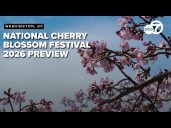 LIVE: National Cherry Blossom Festival 2026 preview