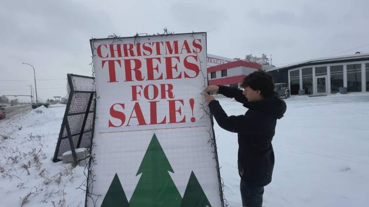 Young Calgarian bringing holiday cheer with Christmas tree business