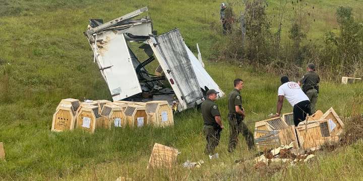 Homeowner finds missing monkey in Jasper County, authorities say