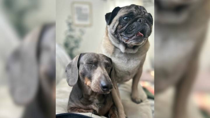 Washington D.C. Dog’s “Screams” Turn Out to Be Something Unexpected