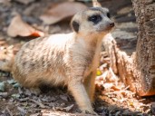 Nashville Zoo Welcomes New Meerkat