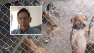 Imputan a cuidador por maltrato animal en Cali: perros estaban esqueléticos y eran caníbales
