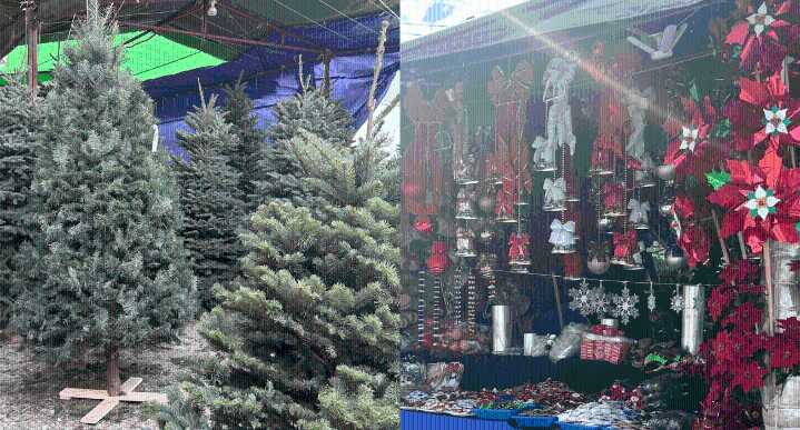 Adelantan espíritu navideño en Feria del Pino de Loma Baja