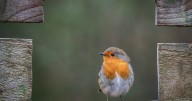 Anyone with a garden urged to buy £1 item to help birds in cold weather