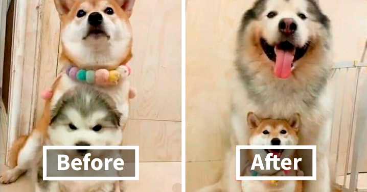 39 Pics Of Alaskan Malamutes Being The Biggest Floofs