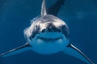 Largest tagged male great white shark surfaces near Jersey Shore