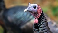 How trading wild turkeys for other animals became a conservation success story
