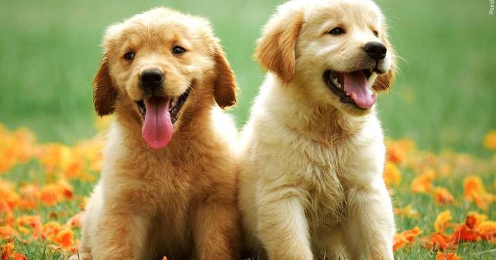 Max and Luna top AKC's most popular dog names of 2025