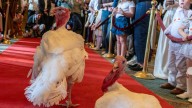 NC turkeys to be pardoned at White House ahead of Thanksgiving