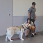 Arizona Humane Society fosters military members’ pets through Project Active Duty