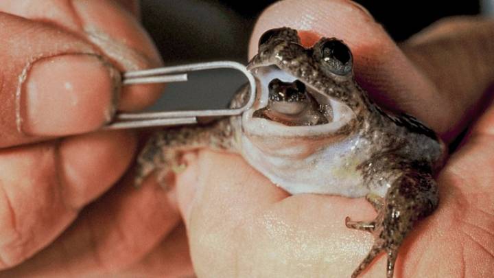 The premier, the poet and the fight to save a frog