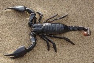 Shimla Horror: Three teachers booked for assaulting student, placing scorpion in his pants