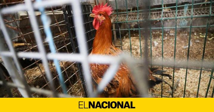 Todo lo que hay que saber de la pandemia de gripe aviar que amenaza Catalunya