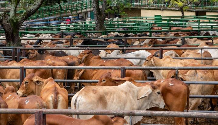 ¿Cómo se comportó el precio del ganado durante la semana del 24 al 28 de noviembre?