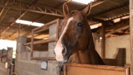 EHV in Texas: Will the deadly horse virus outbreak impact the San Antonio Rodeo?