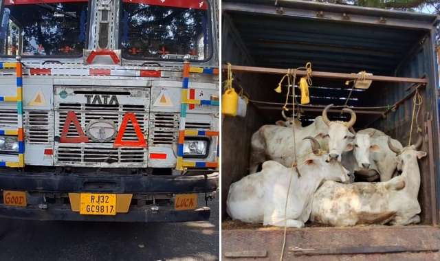 Illegal Cattle Smuggling Foiled in Sambalpur, Two Arrested
