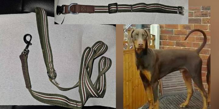 Dog tied to pole & shot, deputies say