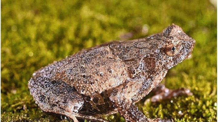 Descubren en China una nueva especie de "sapo cornudo"