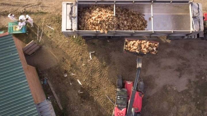España refuerza su lucha ante gripe aviar, que deja dos millones de aves sacrificadas