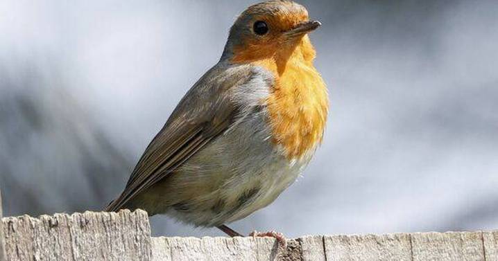 Robins will land in your garden if you place one fruit outside this month