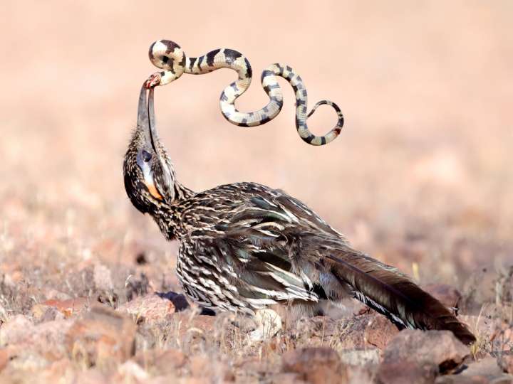 From icicles to wildlife, Scottsdale photographer looks for the ‘amazing’