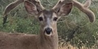 Deer poacher sentenced to 3-year hunting ban