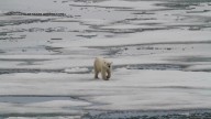 Tech Byte – How Science is Saving Polar Bears