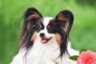 10 Best Raw Dog Food Brands for Papillons