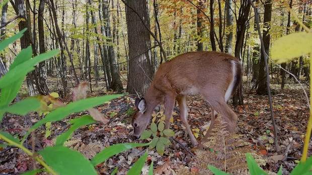 Two sections of Dundas Valley Conservation Area closing temporarily for Haudenosaunee deer harvest