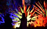 This East Bay garden has transformed into an immense cactus light show