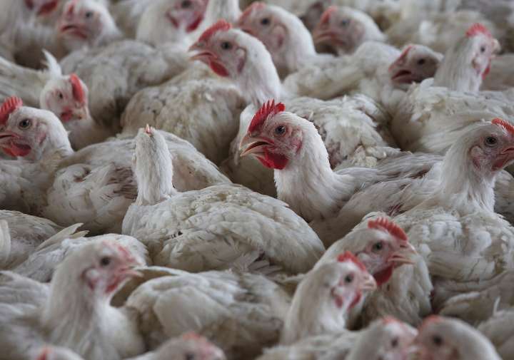 First human case in US of H5N5 bird flu strain confirmed in Washington resident