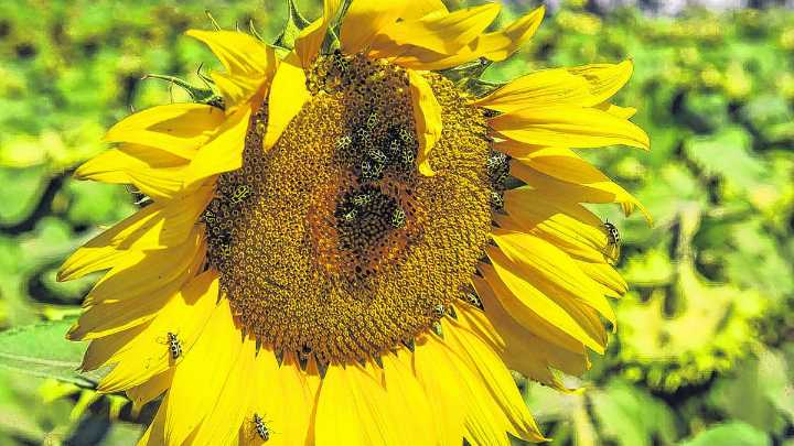Cómo se mueve el girasol argentino: radiografía del circuito comercial de un cultivo clave