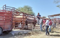 Recuperan ejidatarios 4 caballos robados en Múzquiz