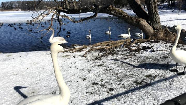 Learn about Michigan’s fall birds in free online chats