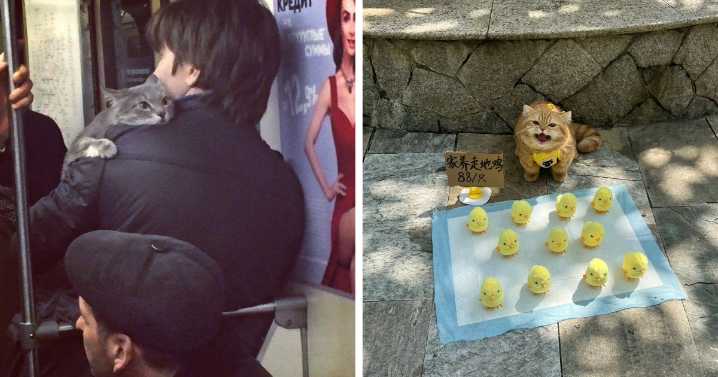 “No Context Cats”: 143 Images That Require No Backstory To Be Amazing