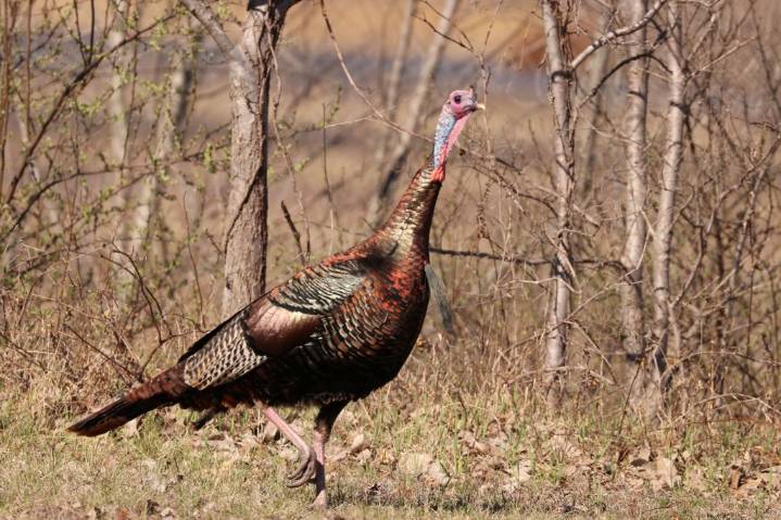 Turkeys thriving in Illinois thanks to rocket nets, otters