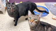 Meet Louie And Milo: A Bonded Pair Of Loving Cats