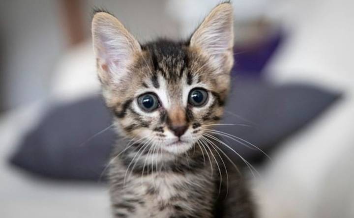 ¿Por qué los gatos nos hacen felices? Estudio revela razones