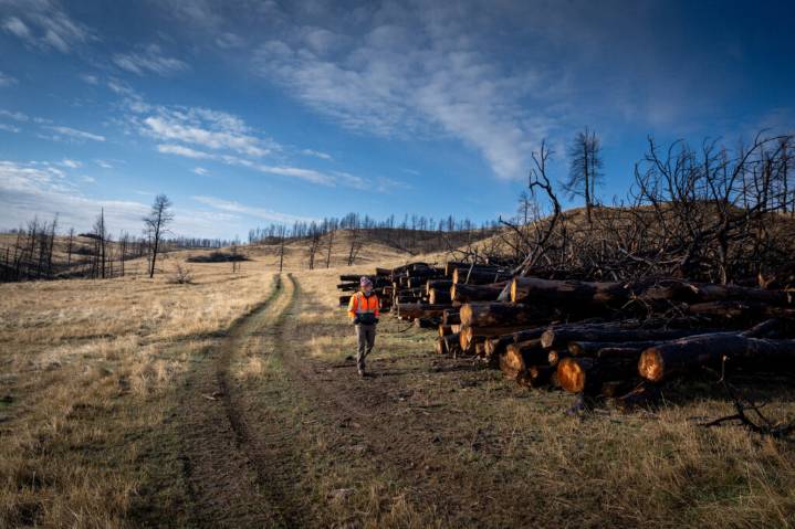 Is Burying the Trees Killed by Wildfires a Climate Solution?