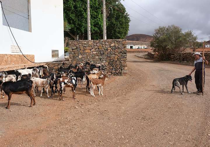Paco Díaz, el último en llevar el ganado al agua