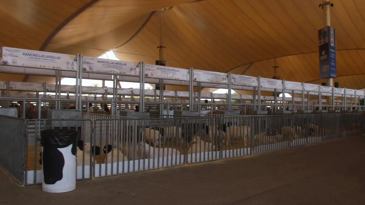 Llaman a ganaderos a intensificar revisiones para prevenir la entrada del gusano barrenador en Aguascalientes