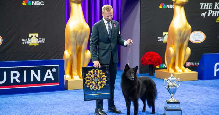 Soleil, a Belgian sheepdog, takes Best in Show at the National Dog Show