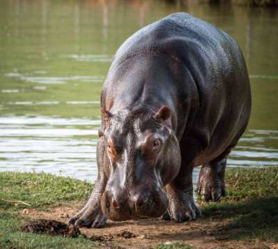 “Domar al hipopótamo interior”: cuando el arte descifra símbolos del narco y de la naturaleza