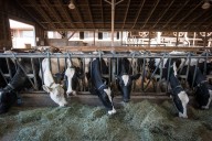 B.C. dairy milk testers strike, demand fair mileage compensation, union says