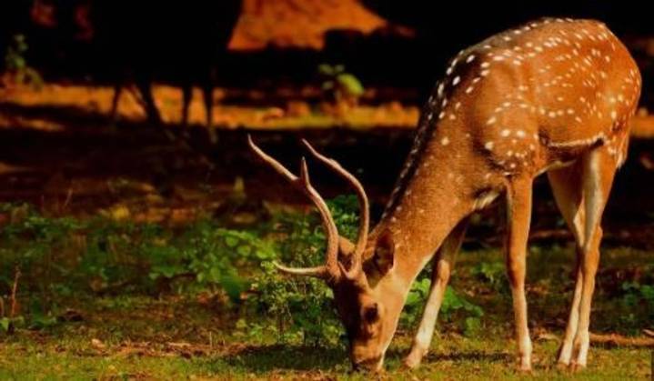 Kerala’s new ‘Designer Zoo’ shuts down after death of 10 deer in stray dog attack
