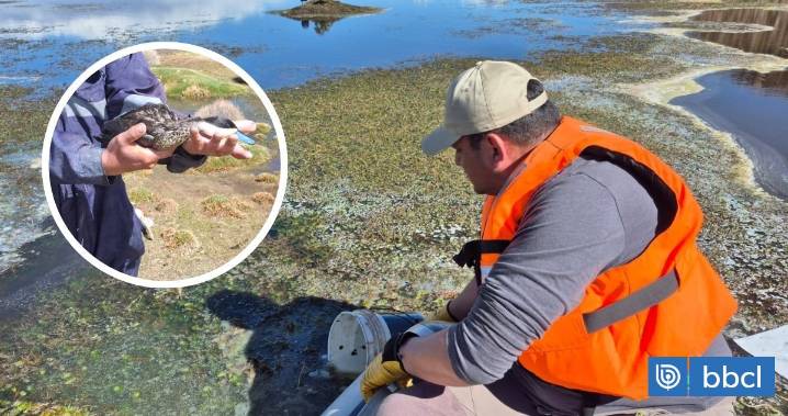 Conaf confirma muerte de aves en Lago Chungará tras derrame y contrata empresa para retirar aceite
