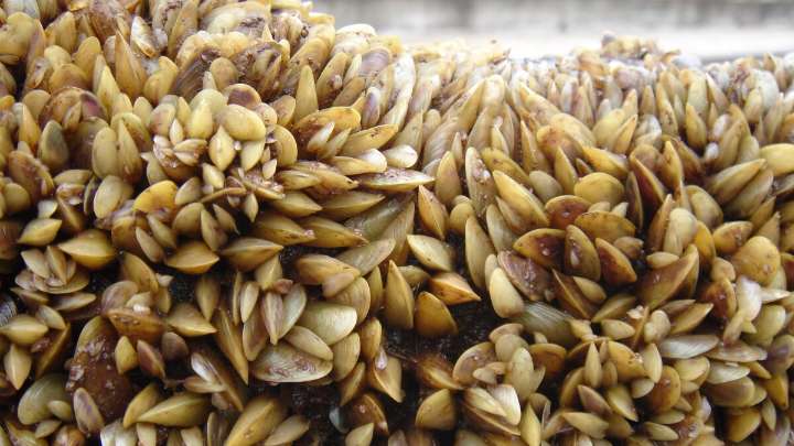 Invasive golden mussels threaten waterways in the Delta