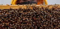 Investigadores del INTA usan biotecnología para reducir el impacto de un virus en las abejas